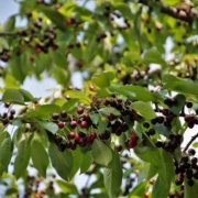 Kirschen